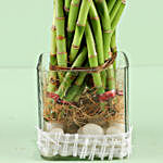 20 Bamboo Stalks Flower Cage Bamboo In Square Vase