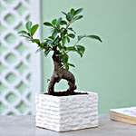 Ficus Ginseng In Brick Design Ceramic Pot