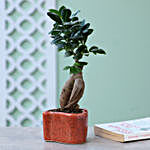 Ficus Ginseng In Heart Shaped Pot