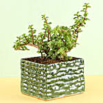 Jade Plant In Green Ceramic Pot