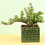 Jade Plant In Green Ceramic Pot