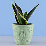 MILT Sansevieria Plant In Green Ceramic Pot