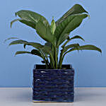 Peace Lily Plant In Brick Design Ceramic Pot