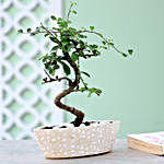 S Shaped Ficus In Designer White Pot