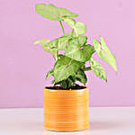 Syngonium Plant In Yellow Pipe Design Pot