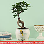 Ficus Bonsai In Ceramic Think Green Go Green Pot