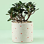 Ficus Compacta Plant In Ceramic Polka Dot Cylinder Pot