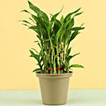 3 Layer Bamboo Plant In Grey Metal Pot