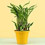 3 Layer Bamboo Plant In Yellow Metal Pot