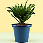 Dracaena Plant In Blue Metal Pot