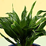 Dracaena Plant In Grey Metal Pot