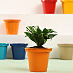 Dracaena Plant In Orange Metal Pot