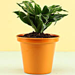 Dracaena Plant In Orange Metal Pot
