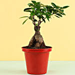 Ficus Bonsai In Red Metal Pot