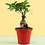 Ficus Bonsai In Red Metal Pot