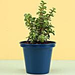 Jade Plant In Blue Metal Pot