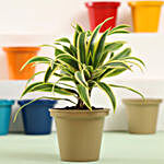 Song Of India Plant In Grey Metal Pot