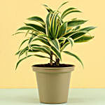 Song Of India Plant In Grey Metal Pot