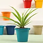 Spider Plant In Green Metal Pot