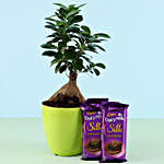 Exotic Ficus Ginseng Plant & Cadbury Chocolates