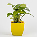 Golden Money Plant In Yellow Pot