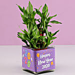 New Year's Special 2 Layer Bamboo Plant