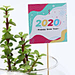 Jade Plant New Year Wishes