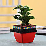 Ficus Compacta Plant in Red Square Pot with Boho Lace