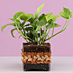 Gold King Money Plant in Square Glass Pot with Flower Lace