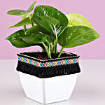 Gold King Money Plant in White Square Pot with Boho Lace