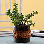 Jade Plant in Cylinder Glass Pot with Flower Lace