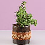 Jade Plant in Cylinder Glass Pot with Flower Lace