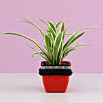Spider Plant in Red Square Pot with Boho Lace