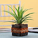 Spider Plant in Square Glass Pot with Flower Lace