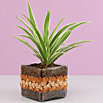 Spider Plant in Square Glass Pot with Flower Lace