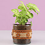 Syngonium Plant in Cylinder Glass Pot with Flower Lace