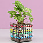 Syngonium Plant in Square Glass Pot with Heart Lace