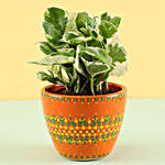 Money Plant with Painted Planter