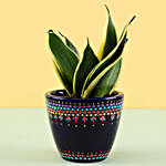 Sansevieria Plant in Hand Painted Dot Planter