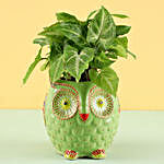 Syngonium Plant in Owl Hand Painted Planter