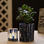 Ficus Compacta Plant In Blue Mosaic Art Glass Pot & Votive Holder