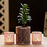 Ficus Compacta Plant In Mosaic Art Glass Pot & 2 Holders