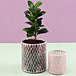 Ficus Compacta Plant In Mosaic Art Glass Pot & 2 Holders