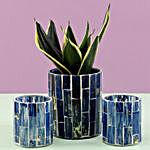 Sansevieria In Blue Mosaic Art Pot & 2 Votive Holders