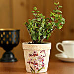 Jade Plant In Pink Ceramic Pot