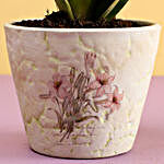 MILT Sansevieria In White Ceramic Pot
