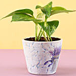 Money Plant In Purple Ceramic Pot