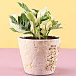 Pothos Money Plant In Ceramic Pot
