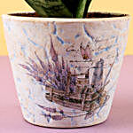 Sansevieria Hahnii In Blue Ceramic Pot