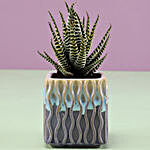 Haworthia Zebra Plant In Multicoloured Pot